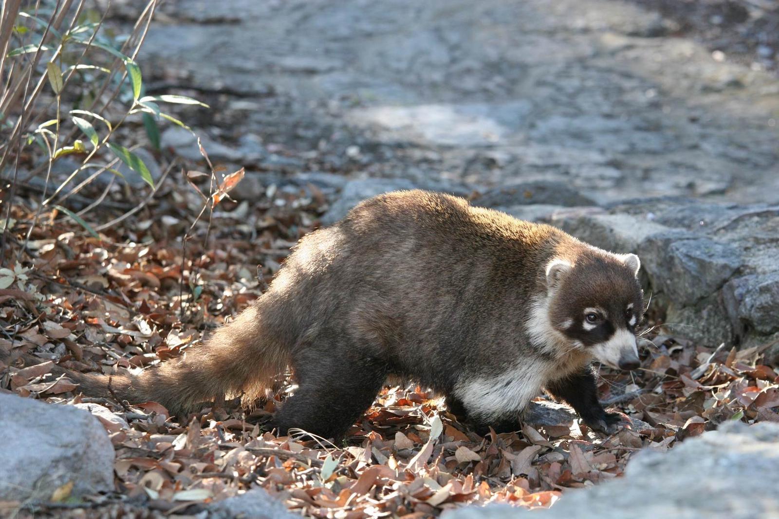 The white-nosed coati, a member of the raccoon family, may visit your campsite. Bonita Canyon CampgroundWatch for the white-nosed coati during your visit. 
