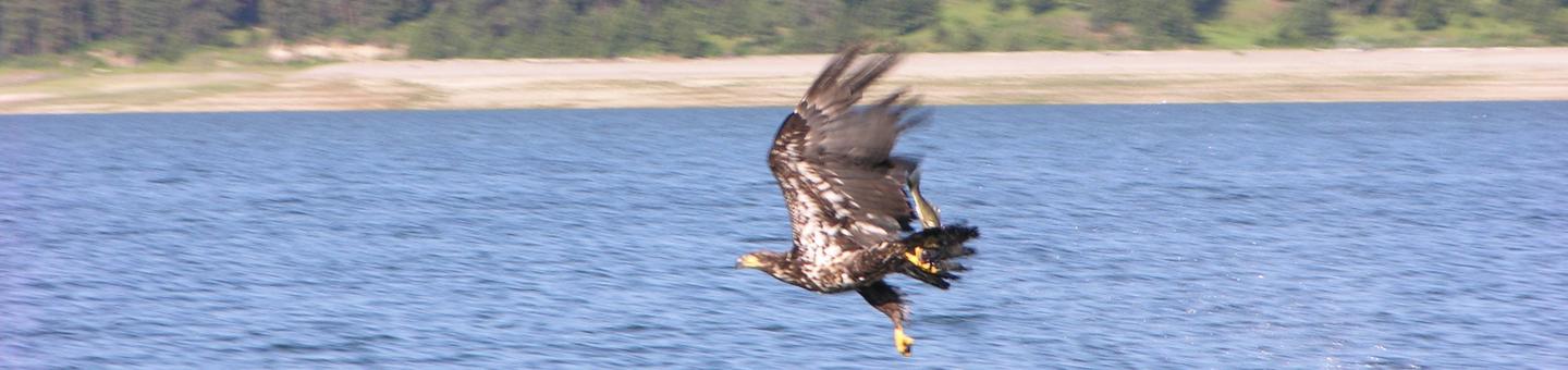 Golden Eagle over the waterLake Roosevelt National Recreation Area