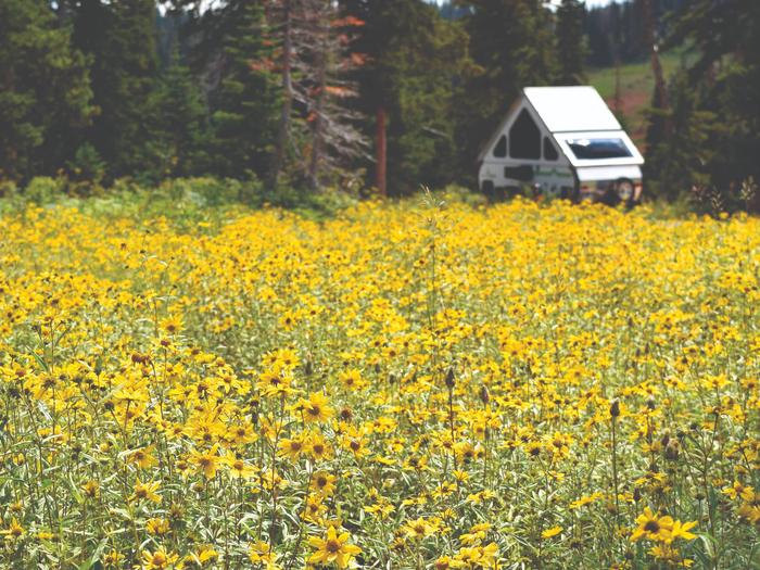 Meadow of yellow flowers and a triangle shaped camper trailer. The Point Supreme Campground offers beautiful views of wildflowers and cool temperatures. 