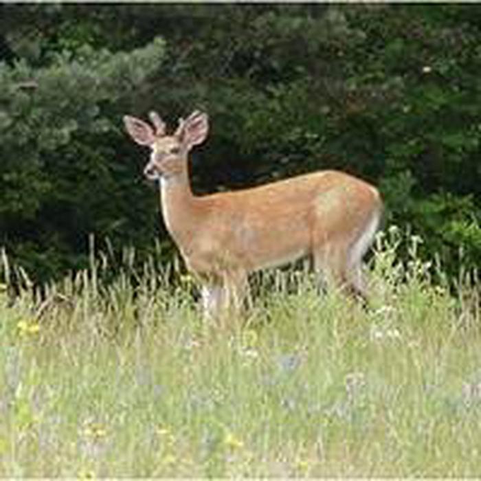 Small male, buck, white tail deer with velvet on antlers standing in a grassy meadow.Wildlife abounds and Ranger Lead Programs are offered.  Calendars on-line or at the Entrance Station.