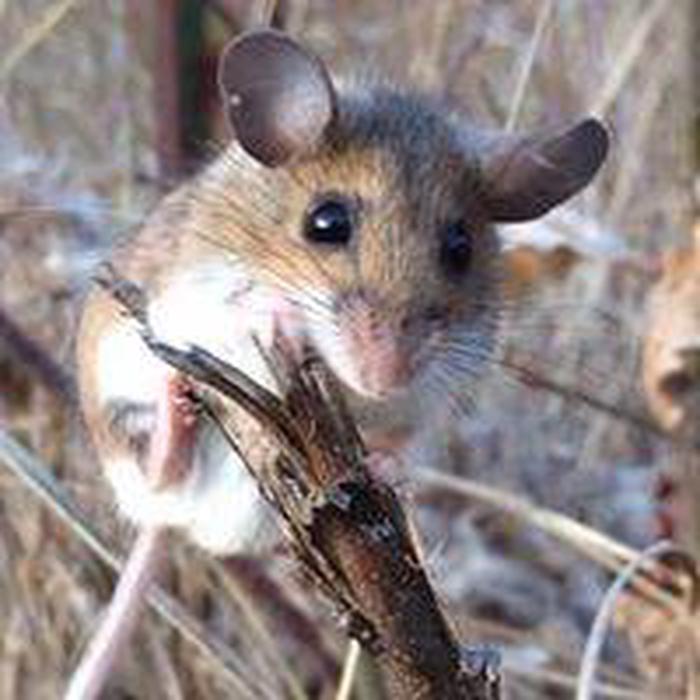 Field mouse clinging to small tree stump with ears perked.Nature abounds at West Hill Park and Dam, ranger lead hikes.