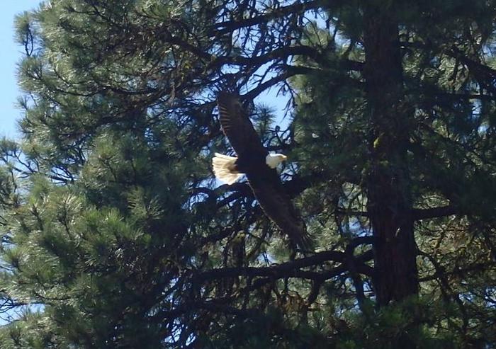 Bald eagle with outstretched wings flying above past pine trees.Eagle and Pine trees.