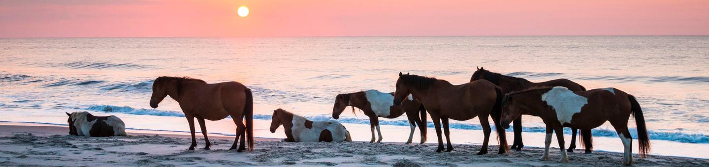 Assateague Island National Seashore Wild Horses on the BeachAssateague Island National Seashore