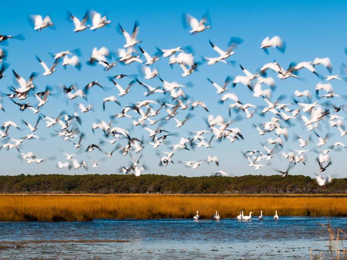 Preview photo of Chincoteague National Wildlife Refuge