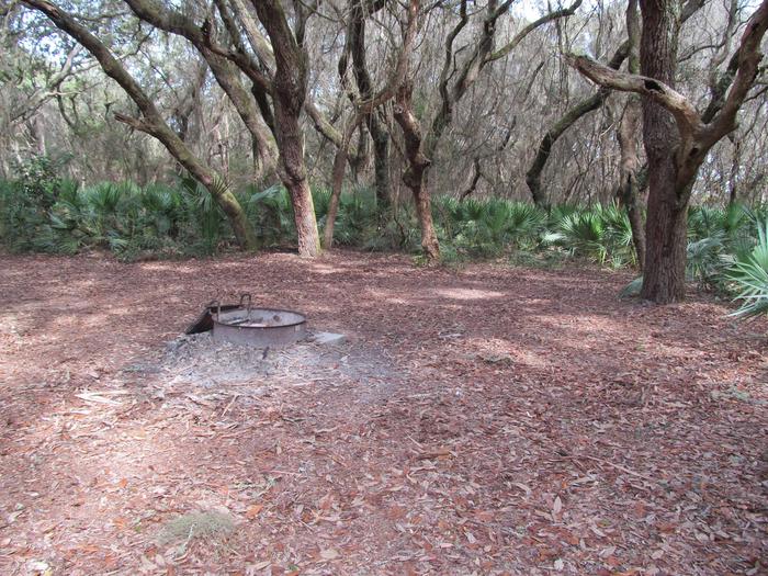 campsite with fire ring surrounded by palmettos, under live oak branchesStafford Beach site 2