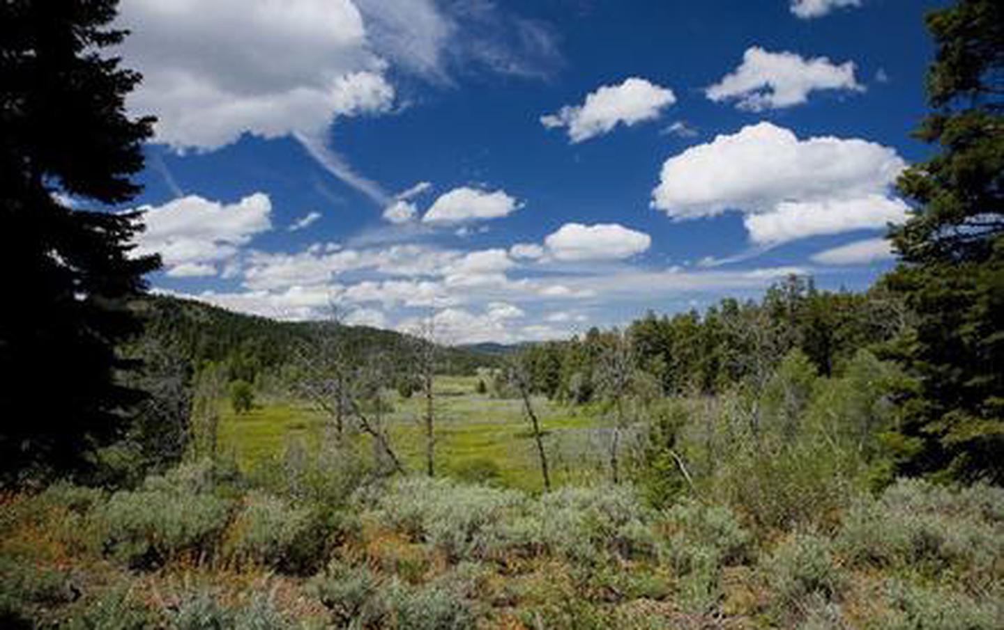 VIEWS ADJACENT TO ASPEN CABIN 2Fluffy white clouds in a blue sky above a meadow surrounded by sage and conifer trees.