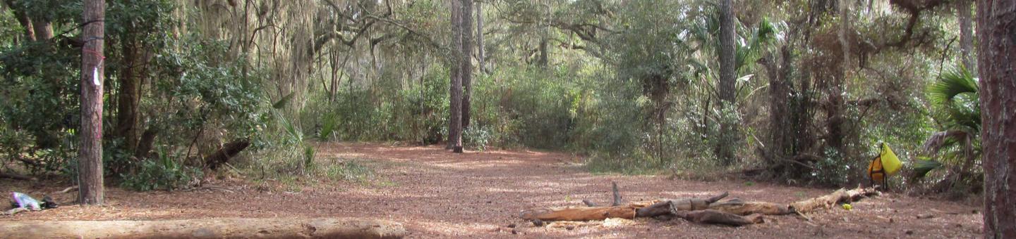 Open pine needle covered ground surrounded by live oaks, pines, and palmettosYankee Paradise wilderness site