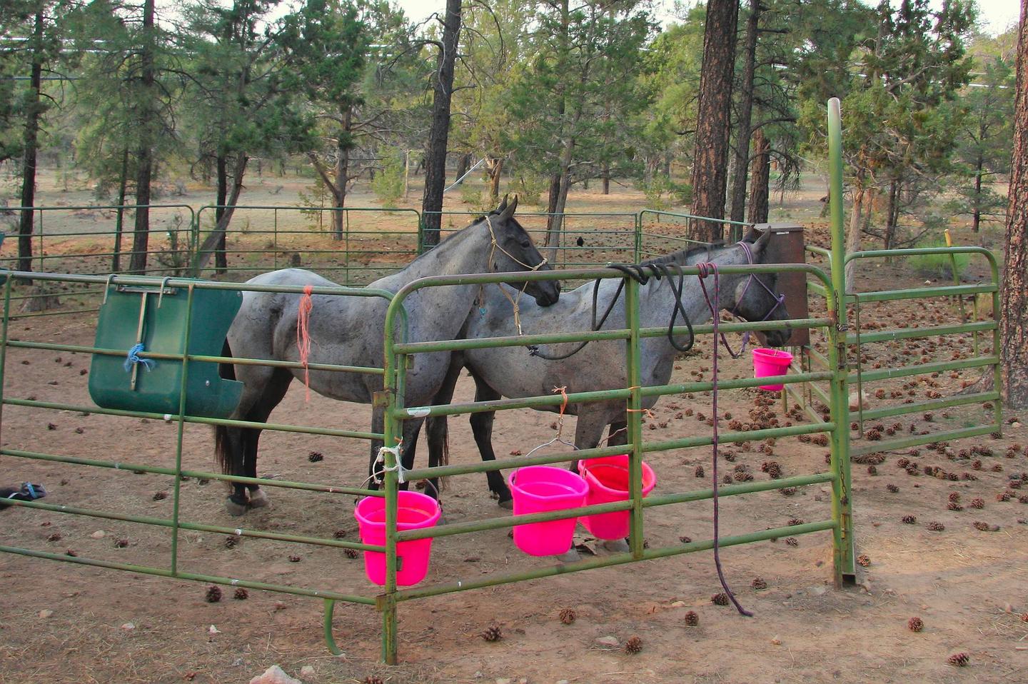 Horses in the corral.
