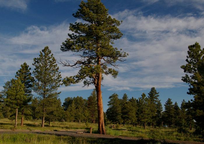 Campground that has a good number of conifers and grassy meadows.Canyon Rim Campground