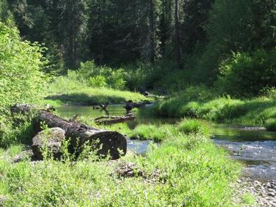 Stream, bushes and grasses in partial sun with conifer forest in background.JIM CREEK 