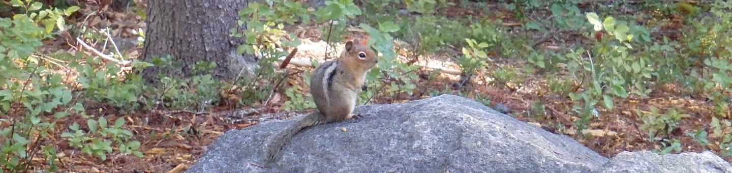 Golden-mantled ground squirrel on boulderGolden-mantled ground squirrel