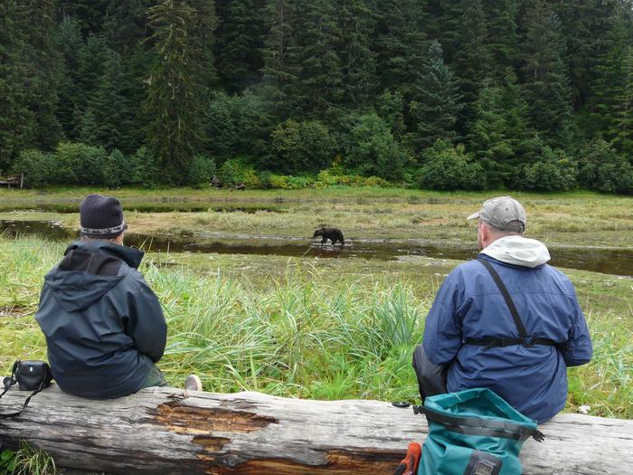 Pack Creek Viewing AreaWatching bears at Pack Creek Viewing Area