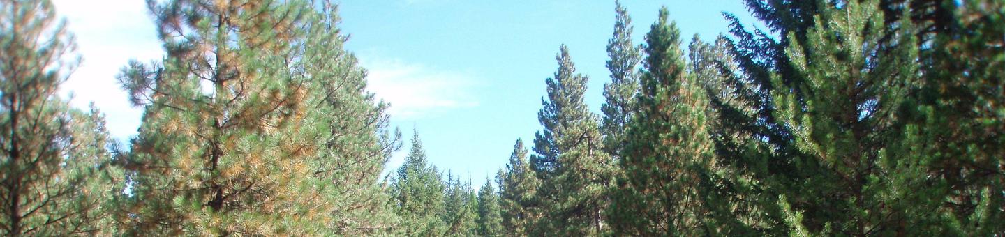Pine and fir trees under blue, partly cloudy sky.Kaner Flat Campground