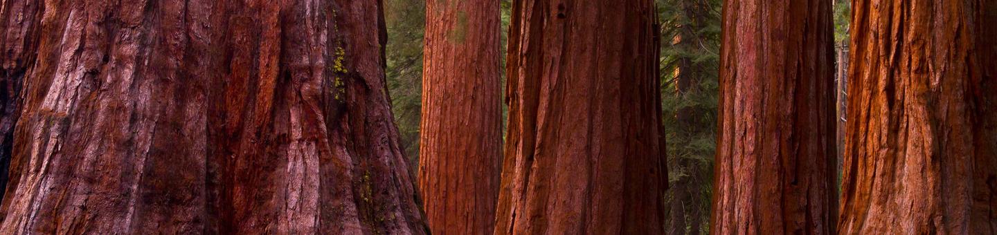 Giant Sequoia Trees at Mariposa Grove