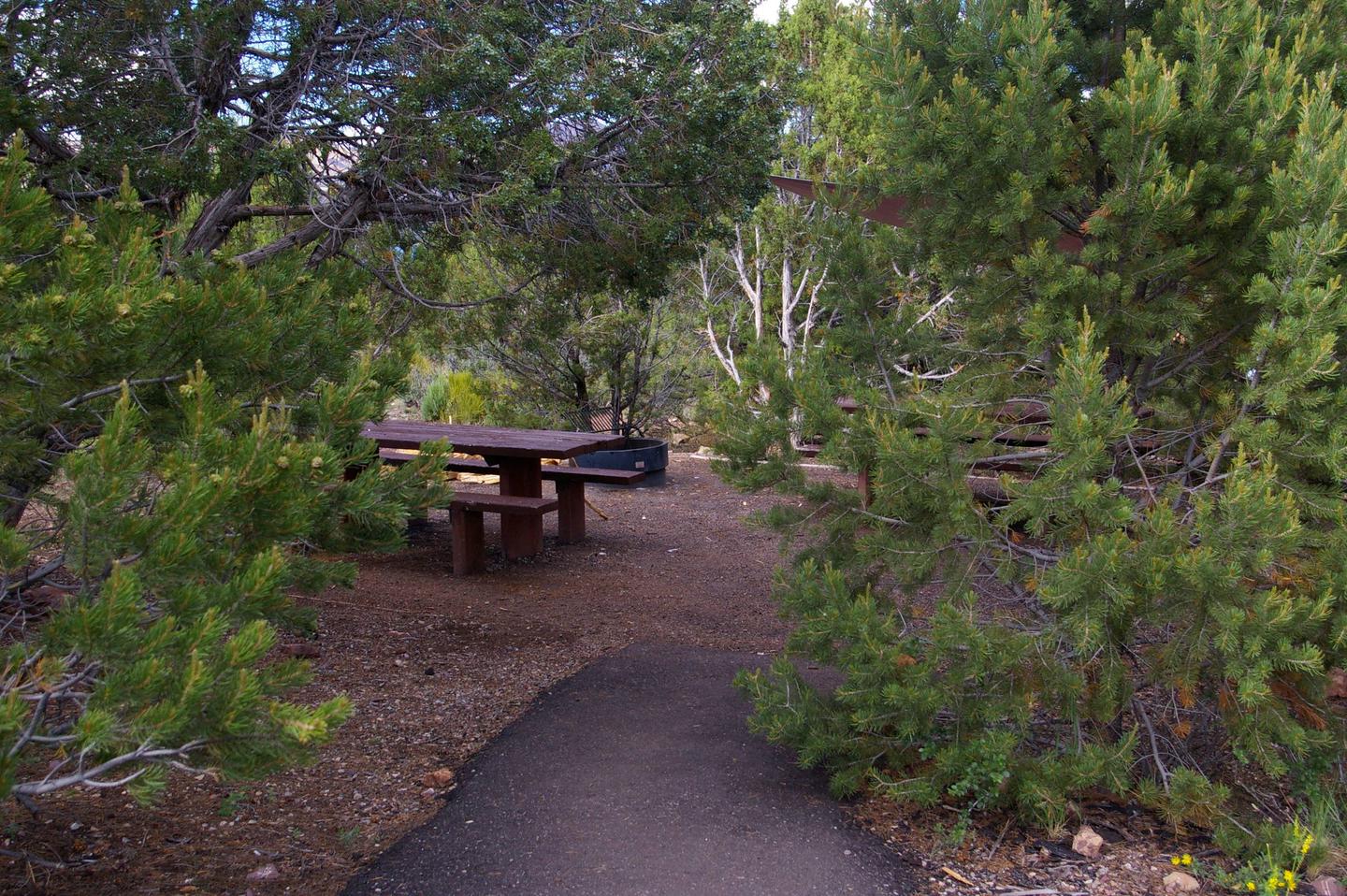 Picnic table tuck away in the middle of a group of trees. An asphalt path leads up to the area.Cedar Springs Campground