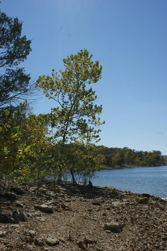 Tree along the lakeShoreline