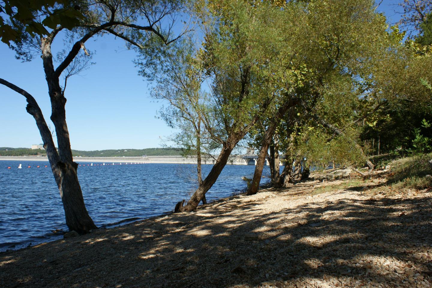 Trees along the lakeShoreline