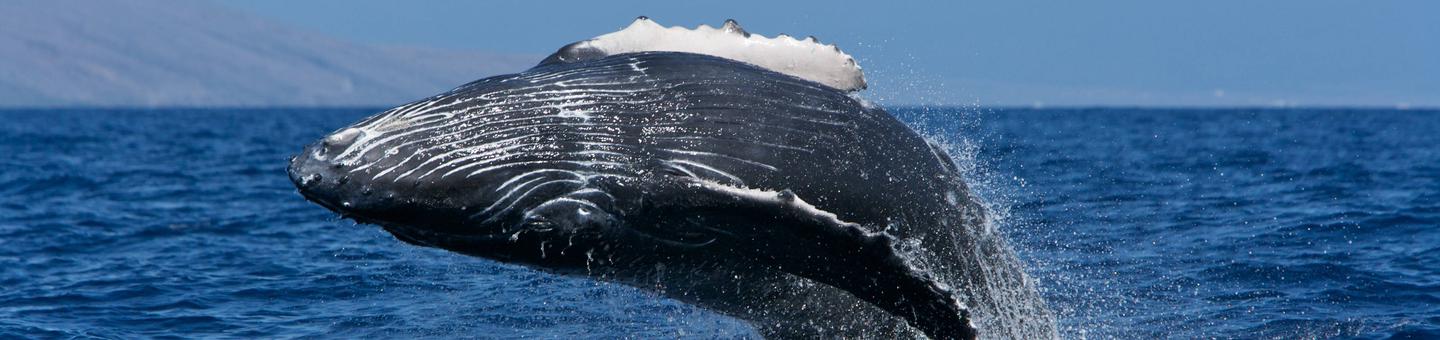 Hawaiian Islands Humpback Whale National Marine SanctuaryA humpback whale breaches in Hawaiian Islands Humpback Whale National Marine Sanctuary