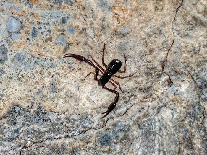 small dark ruddy brown insect with large pincers and eight legs on the rocky backdrop of a cave wall. One of the top cave predators, a pseudoscorpion! These tiny hunters are not often seen and would fit comfortably on your pinky finger nail so there is nothing for people to fear. Other cave critters, look out!