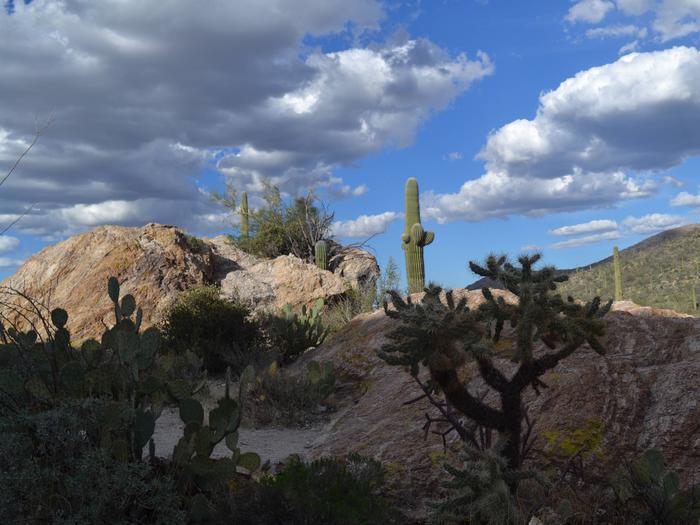 Preview photo of Organ Pipe Cactus National Monument