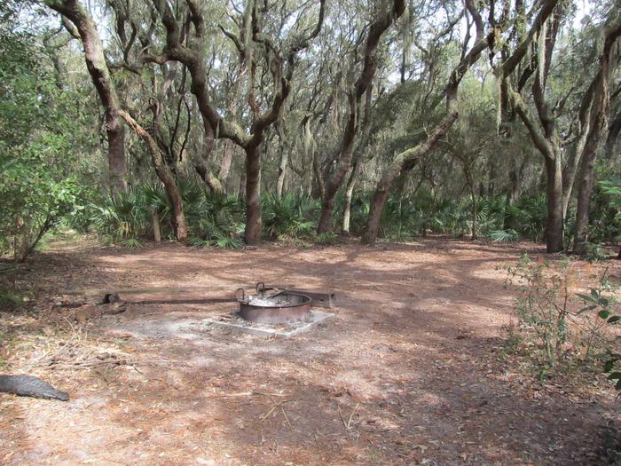 campsite with fire ring surrounded by palmettos, under live oak branchesStafford Beach site 4