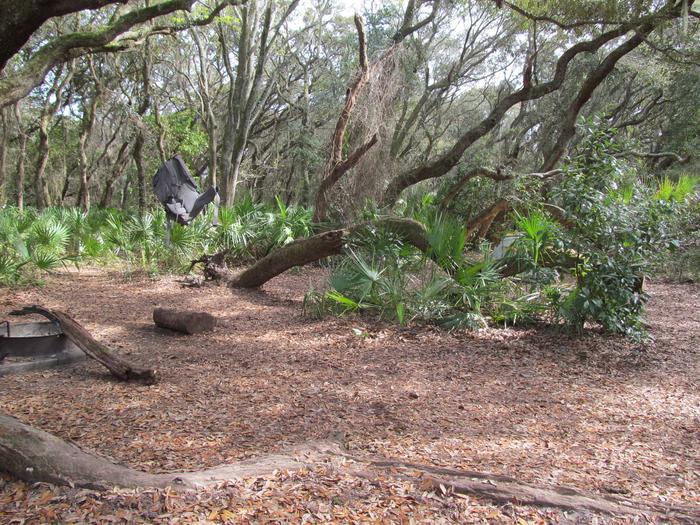 campsite with fire ring surrounded by palmettos, under live oak branchesStafford Beach site 5