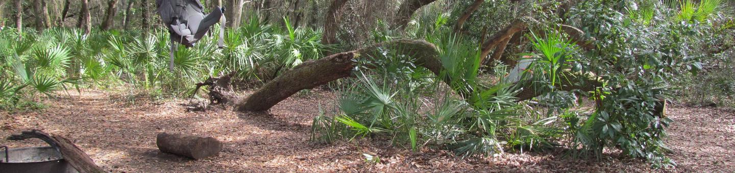 campsite with fire ring surrounded by palmettos, under live oak branchesStafford Beach site 5