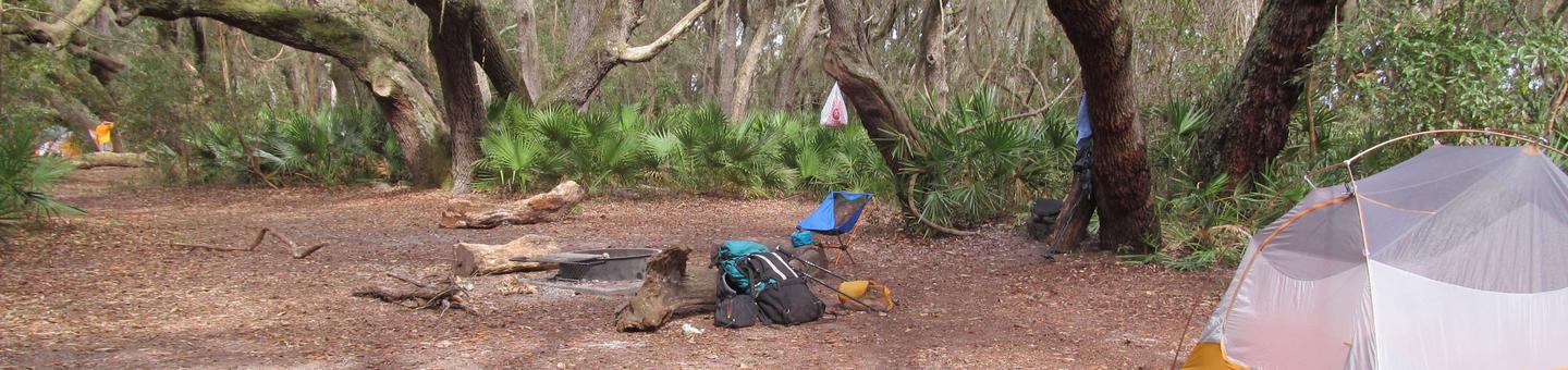 campsite with fire ring surrounded by palmettos, under live oak branchesStafford Beach site 7