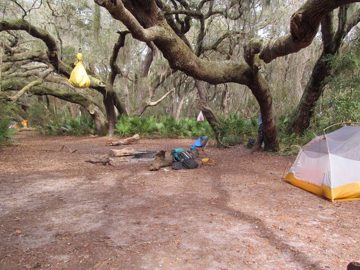 campsite with fire ring surrounded by palmettos, under live oak branchesStafford Beach site 7