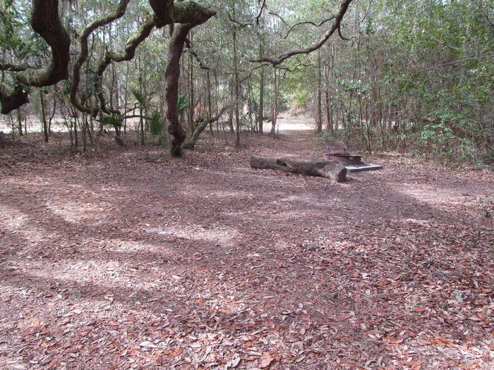 campsite with fire ring surrounded by palmettos, under live oak branchesStafford Beach site 8