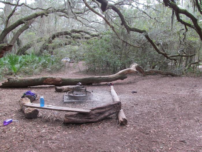 campsite with fire ring surrounded by palmettos, under live oak branchesStafford Beach site 9