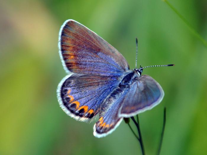 Necedah National Wildlife RefugeFemale Blue Karner Butterfly on Necedah National Wildlife Refuge