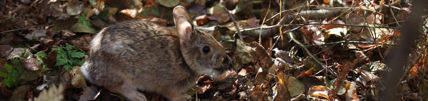 Ninigret National Wildlife RefugeNew England Cottontail Rabbit at Ninigret National Wildlife Refuge