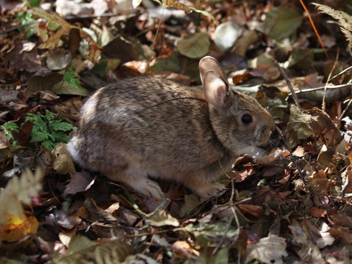 Ninigret National Wildlife RefugeNew England Cottontail Rabbit at Ninigret National Wildlife Refuge