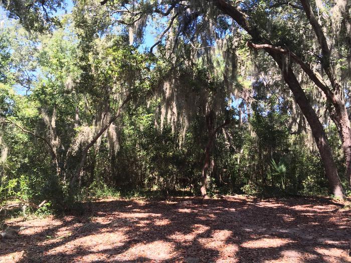 open campsite under live oaks with draping spanish mossCamping are at Hickory Hill wilderness campsite