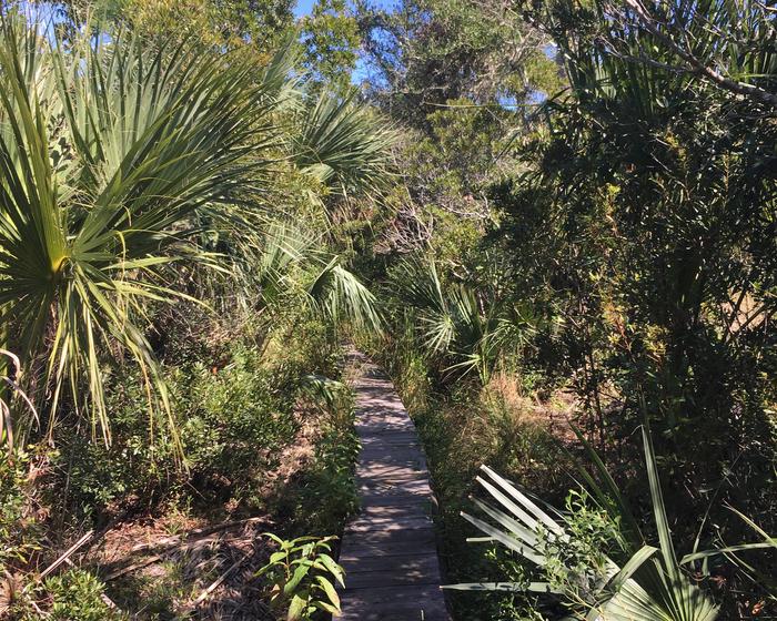 boardwalk through thick palms and marshWillow Pond trail leading to Hickory Hill wilderness campstie