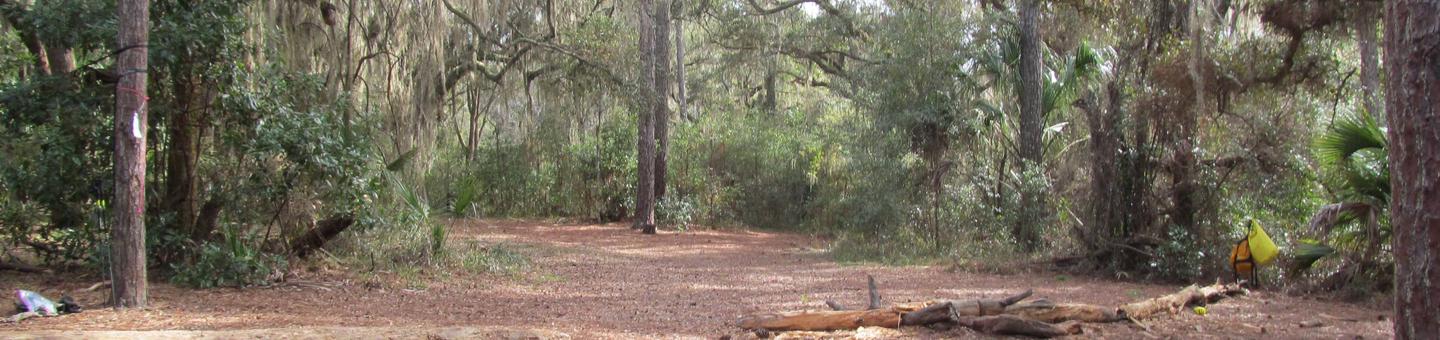Open pine needle covered ground surrounded by live oaks, pines, and palmettosYankee Paradise wilderness campsite