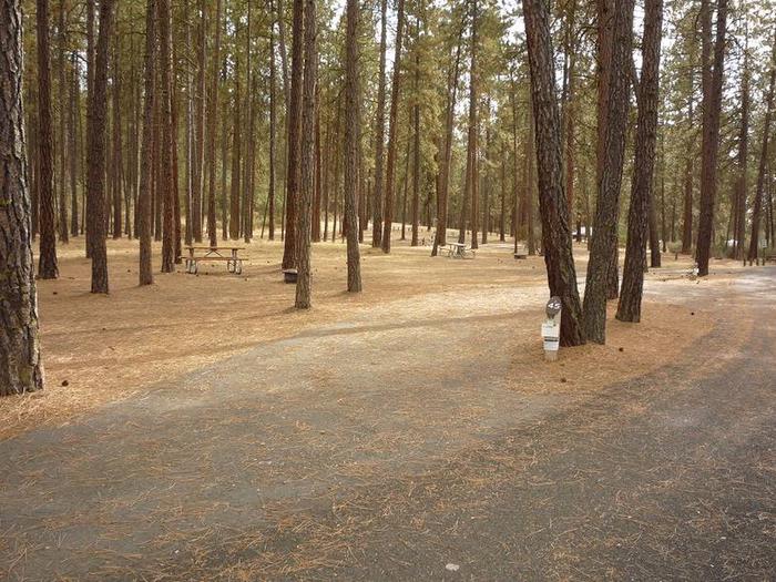 Site partially shaded by pine treesPull through with slide out to the left