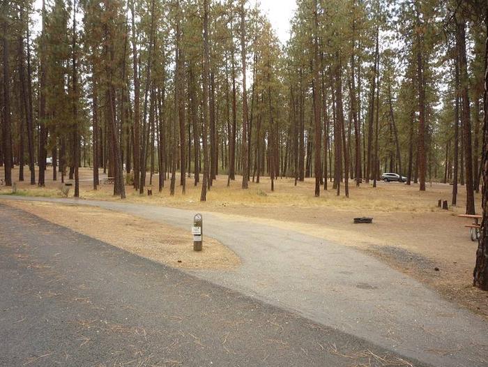 Open site surrounded by pine treesPull through with tip out on the right