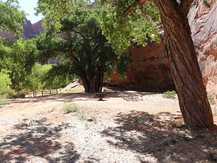 Large, sandy camp site shaded with large cottonwood trees and a picnic table near by. Site is surrounded by tall red rock canyon walls. Moonflower Canyon Group Site