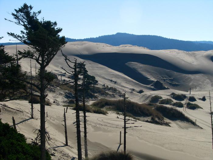 Shore pines in silhouette with large sand dune and blue hills in background.Oregon Dunes National Recreation Area