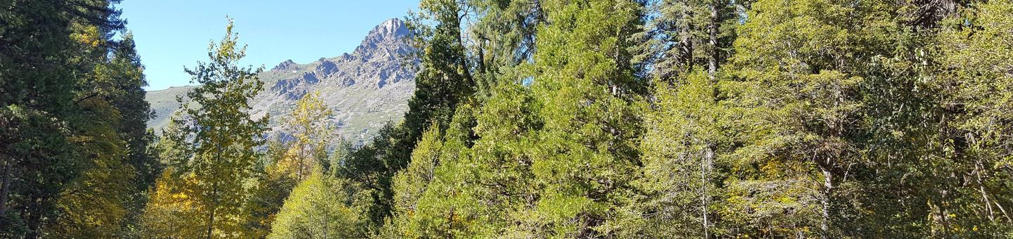 Sierra Buttes from Wild Plum
