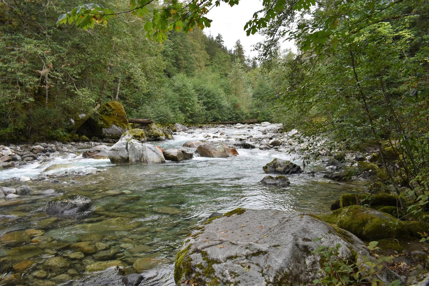 Clear creek strewn with boulders and surrounded by a green forestView of Goodell Creek from access location below group site