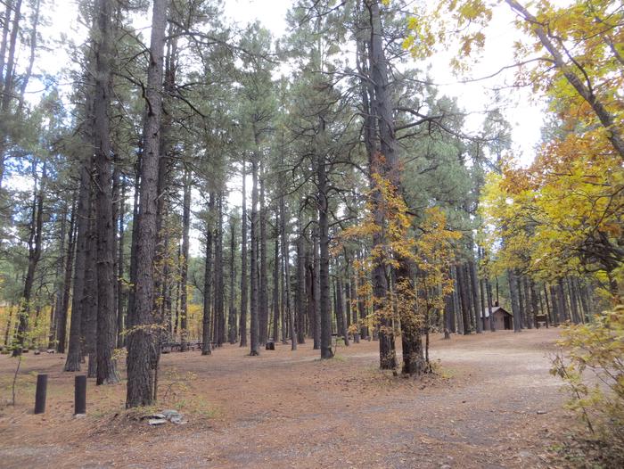 Dairy Springs Campground group site A featuring the wooded camping areas along with picnic tables and fire pits.Dairy Springs Campground group site A featuring the wooded camping areas along with picnic tables and fire pits. Shared restroom building for group sites A and B. 