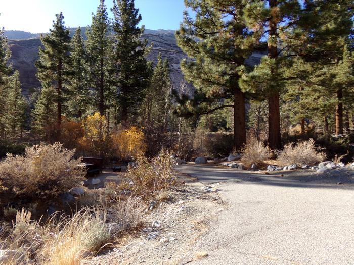 Wooded entrance and parking space for site #06, Upper Sage Flat Campground. 