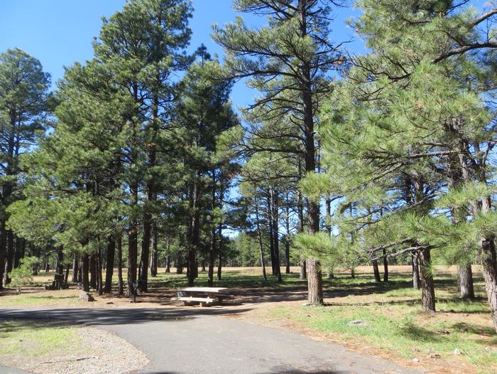 Pinegrove Campground site #01 featuring large parking space, picnic area, and camping space among the trees. 
