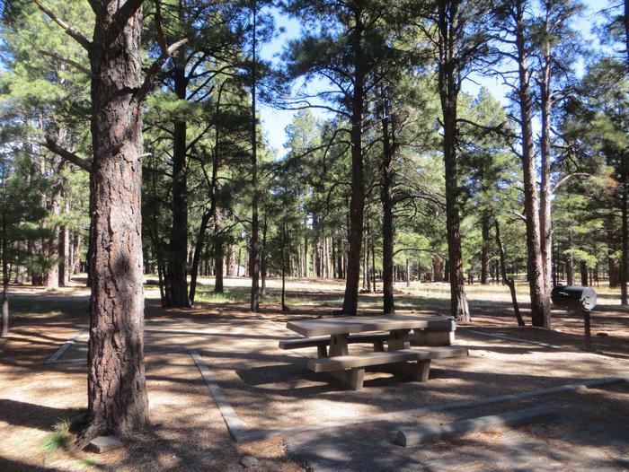 Pinegrove Campground site #20 featuring the wooded camping and picnic area. 