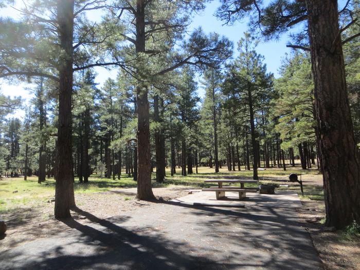 Pinegrove Campground site #28 featuring the wooded camping and picnic area. 