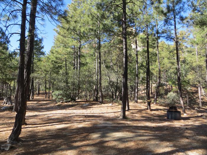 Large, wooded camping area at site #05, Rose Canyon Campground. 