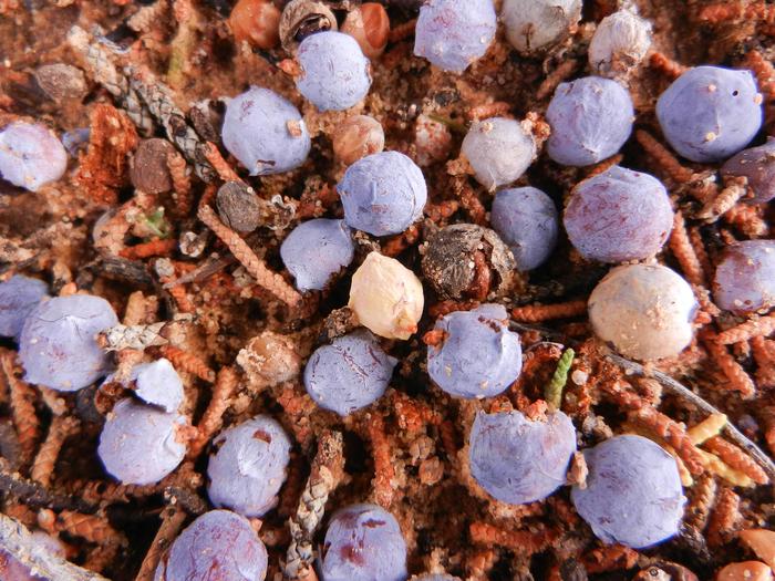 Close up of juniper berries and natural forest floor litter.Juniper Berries